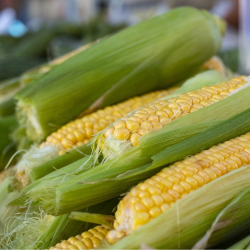 Crate of Corn