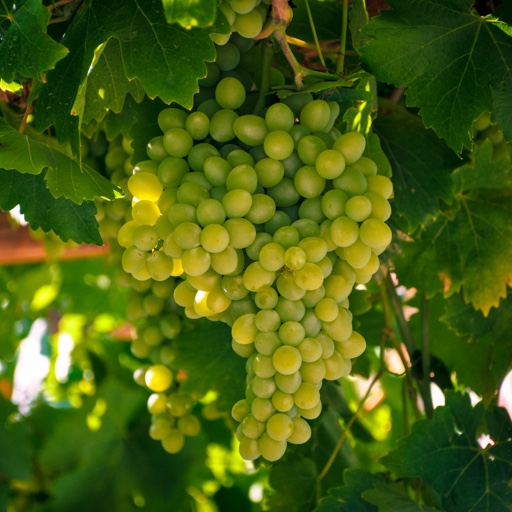 Crate of Grapes