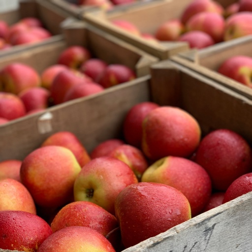 Crate of Zap Apples